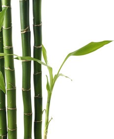 Feng Shui Bamboo